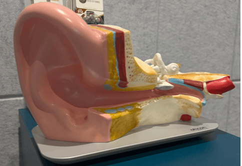 Does Hearing Loss Affect Brain Health? hero image